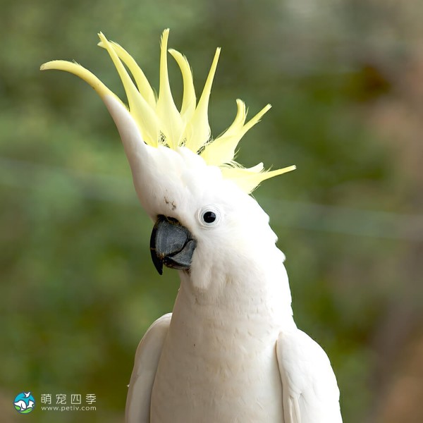 葵花凤头鹦鹉-7