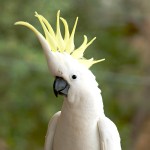 葵花凤头鹦鹉-缩略图-7