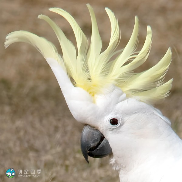 葵花凤头鹦鹉-9