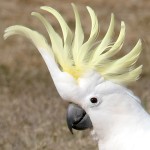 葵花凤头鹦鹉-缩略图-9