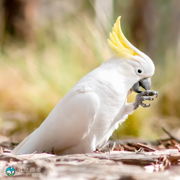 葵花凤头鹦鹉-10