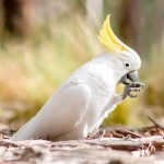 葵花凤头鹦鹉-缩略图-10