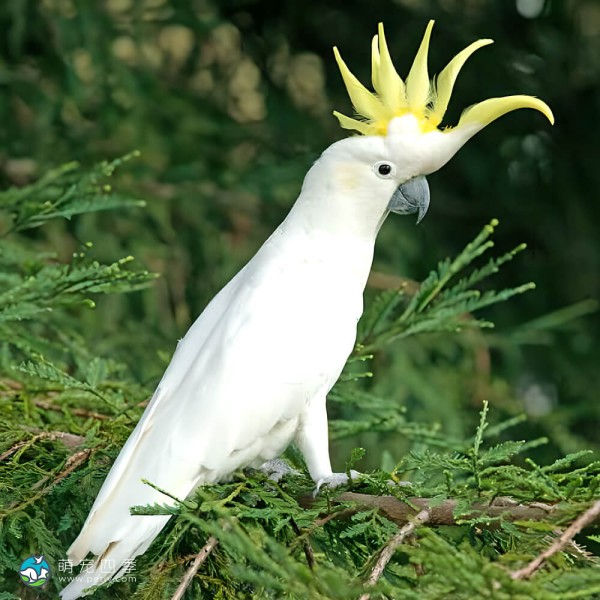 葵花凤头鹦鹉-11