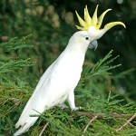 葵花凤头鹦鹉-缩略图-11