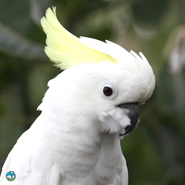 葵花凤头鹦鹉-12