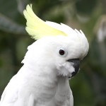 葵花凤头鹦鹉-缩略图-12