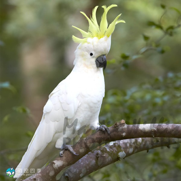 葵花凤头鹦鹉-13