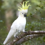 葵花凤头鹦鹉-缩略图-13