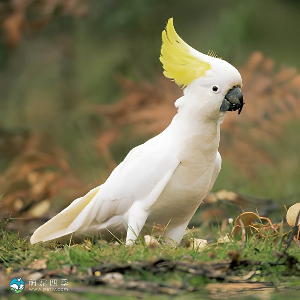 葵花凤头鹦鹉-14