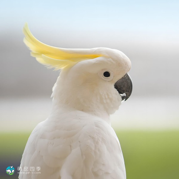 葵花凤头鹦鹉-15