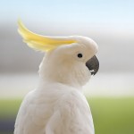 葵花凤头鹦鹉-缩略图-15