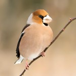 蜡嘴雀-缩略图-2