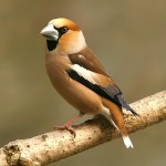 蜡嘴雀-缩略图-3