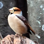 蜡嘴雀-缩略图-5