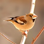 蜡嘴雀-缩略图-6