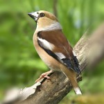 蜡嘴雀-缩略图-8