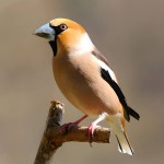 蜡嘴雀-缩略图-11