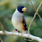 蜡嘴雀-缩略图-12