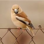 蜡嘴雀-缩略图-13