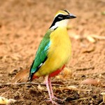 蓝翅八色鸫-缩略图-1