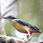 蓝翅八色鸫-缩略图-2