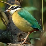 蓝翅八色鸫-缩略图-3