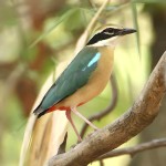 蓝翅八色鸫-缩略图-4