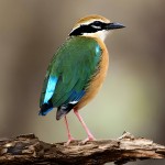 蓝翅八色鸫-缩略图-5