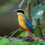 蓝翅八色鸫-缩略图-6