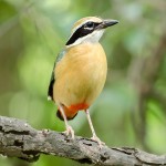 蓝翅八色鸫-缩略图-7