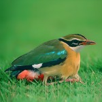 蓝翅八色鸫-缩略图-8