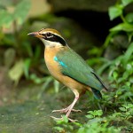 蓝翅八色鸫-缩略图-9