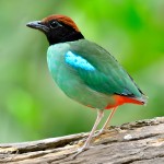 蓝翅八色鸫-缩略图-10