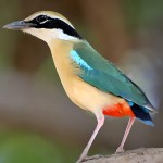 蓝翅八色鸫-缩略图-11