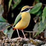 蓝翅八色鸫-缩略图-12