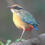 蓝翅八色鸫-缩略图-13