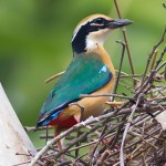 蓝翅八色鸫-缩略图-14