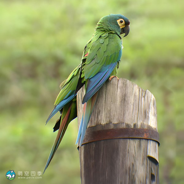 蓝翅金刚鹦鹉-1