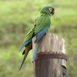 蓝翅金刚鹦鹉-缩略图-1