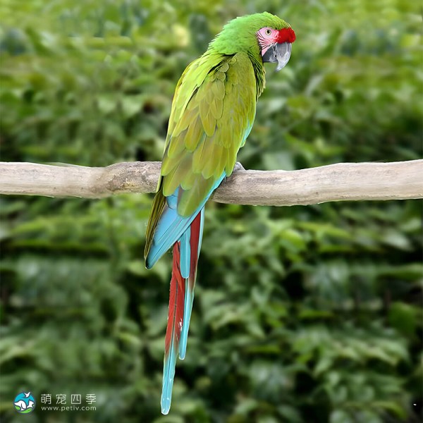 蓝翅金刚鹦鹉-2