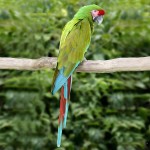 蓝翅金刚鹦鹉-缩略图-2