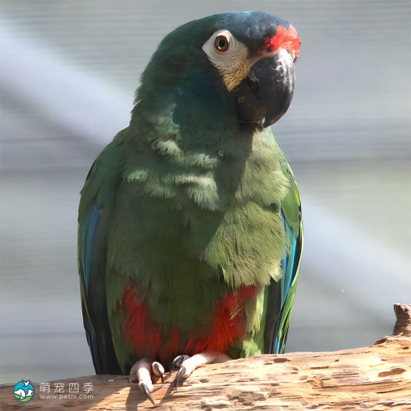 蓝翅金刚鹦鹉-3