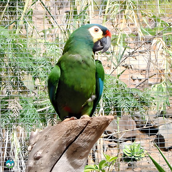 蓝翅金刚鹦鹉-4