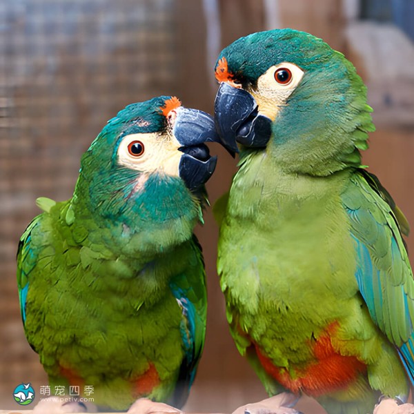 蓝翅金刚鹦鹉-5