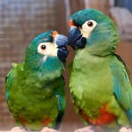 蓝翅金刚鹦鹉-缩略图-5