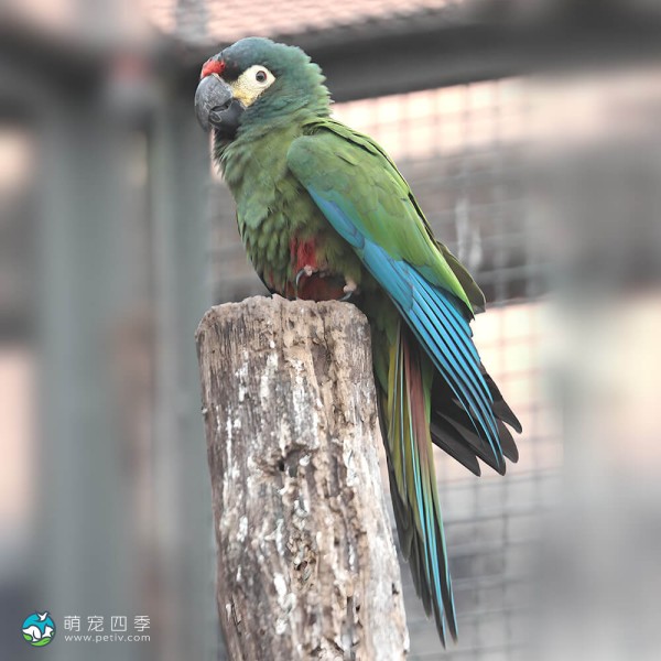 蓝翅金刚鹦鹉-6