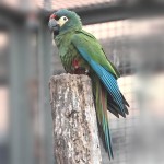 蓝翅金刚鹦鹉-缩略图-6