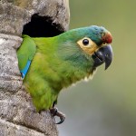 蓝翅金刚鹦鹉-缩略图-7