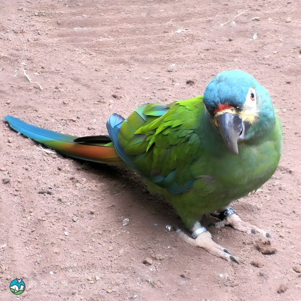 蓝翅金刚鹦鹉-8