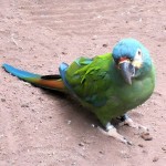 蓝翅金刚鹦鹉-缩略图-8